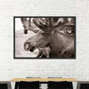 Moose Head Wall Art