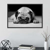 Sad Pug Wall Art