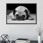Sad Pug Wall Art