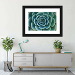 Live Succulent Wall Art