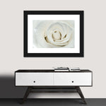 White Rose Close Up Wall Art