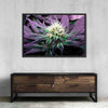 Rare Cannabis Plant Wall Art