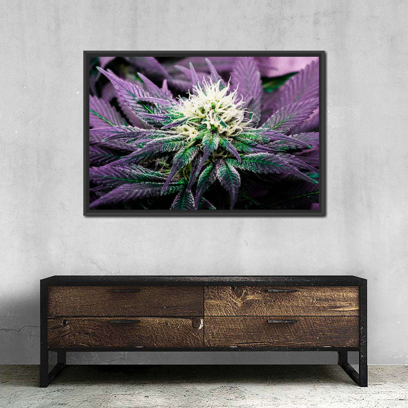 Rare Cannabis Plant Wall Art