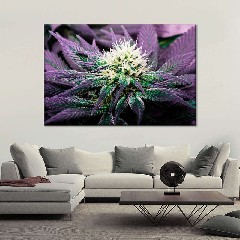 Rare Cannabis Plant Wall Art