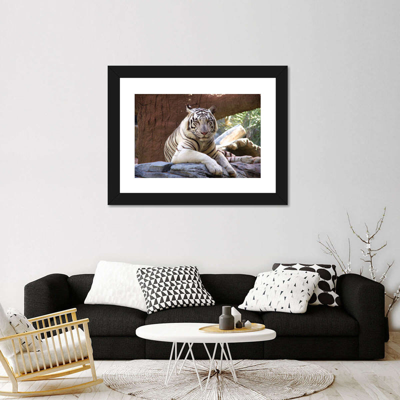 Resting White Tiger Wall Art