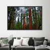 Vibrant Redwood Wall Art