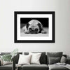 Sad Pug Wall Art