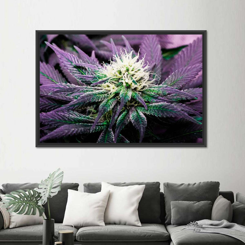 Rare Cannabis Plant Wall Art