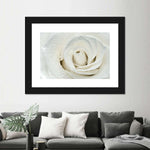 White Rose Close Up Wall Art