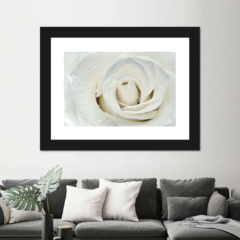 White Rose Close Up Wall Art