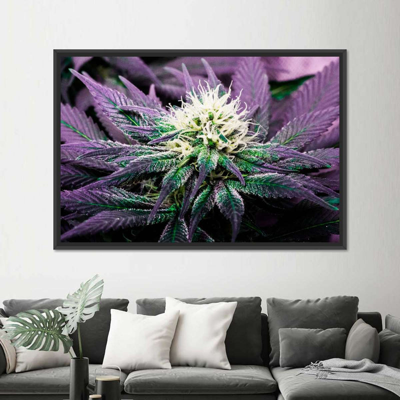 Rare Cannabis Plant Wall Art