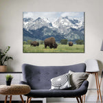 Grazing Teton Bison Wall Art