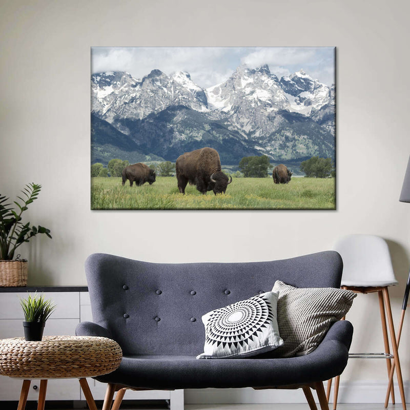 Grazing Teton Bison Wall Art