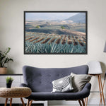 Tequila Jalisco Agave Field Wall Art
