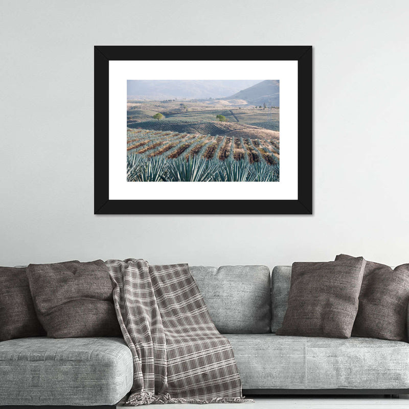 Tequila Jalisco Agave Field Wall Art
