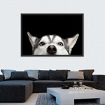 Peeking Siberian Husky Wall Art