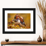 Loving Mandarin Ducks Wall Art