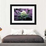 Rare Cannabis Plant Wall Art