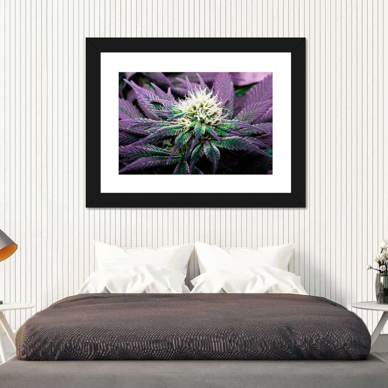 Rare Cannabis Plant Wall Art
