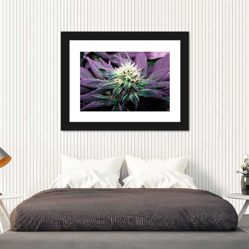 Rare Cannabis Plant Wall Art
