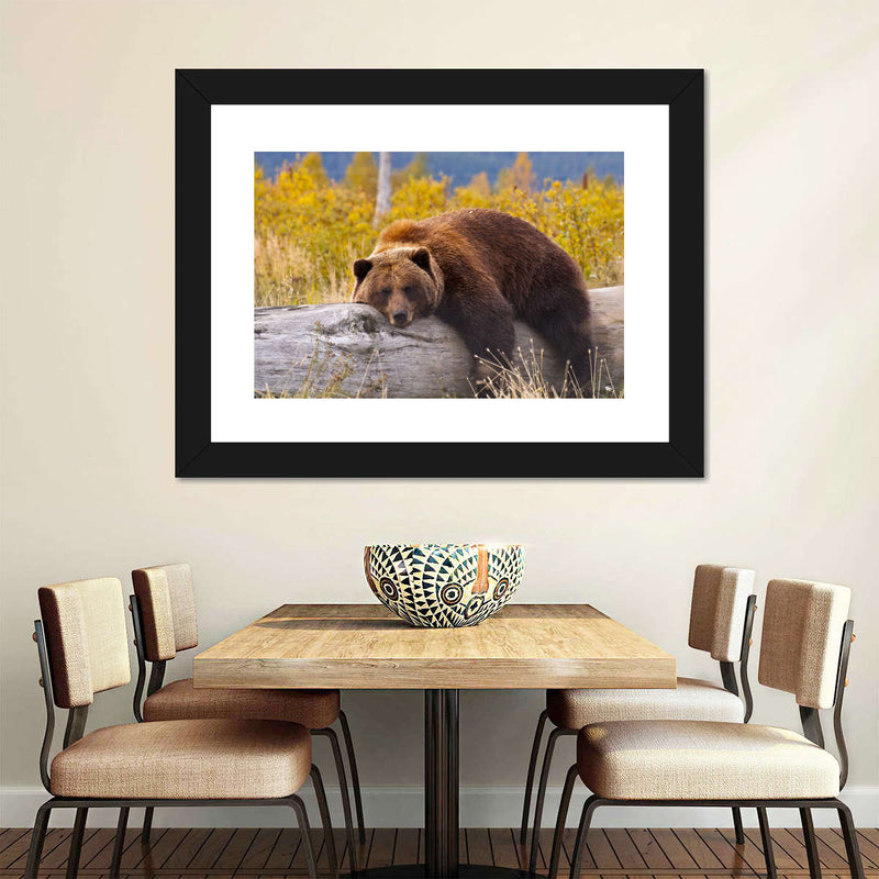 Resting Grizzly Bear Wall Art