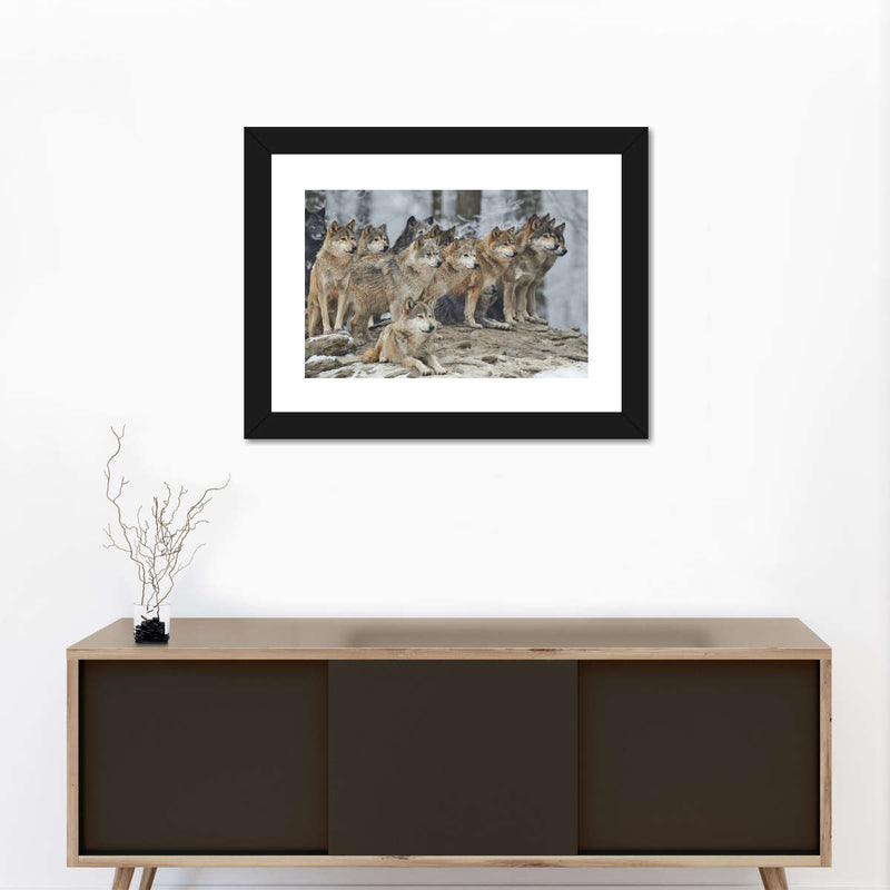Wild Wolf Pack Wall Art