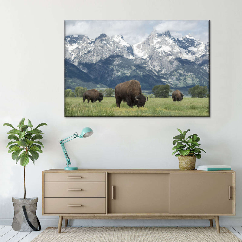 Grazing Teton Bison Wall Art