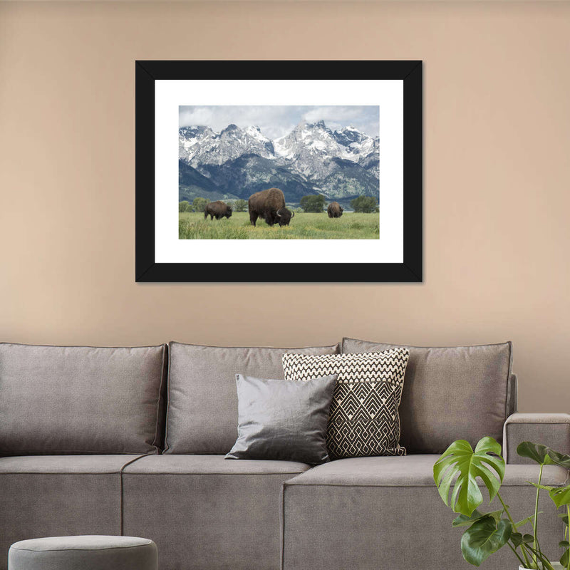 Grazing Teton Bison Wall Art