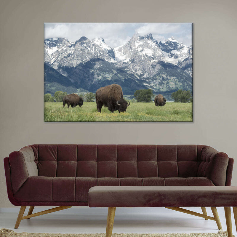 Grazing Teton Bison Wall Art