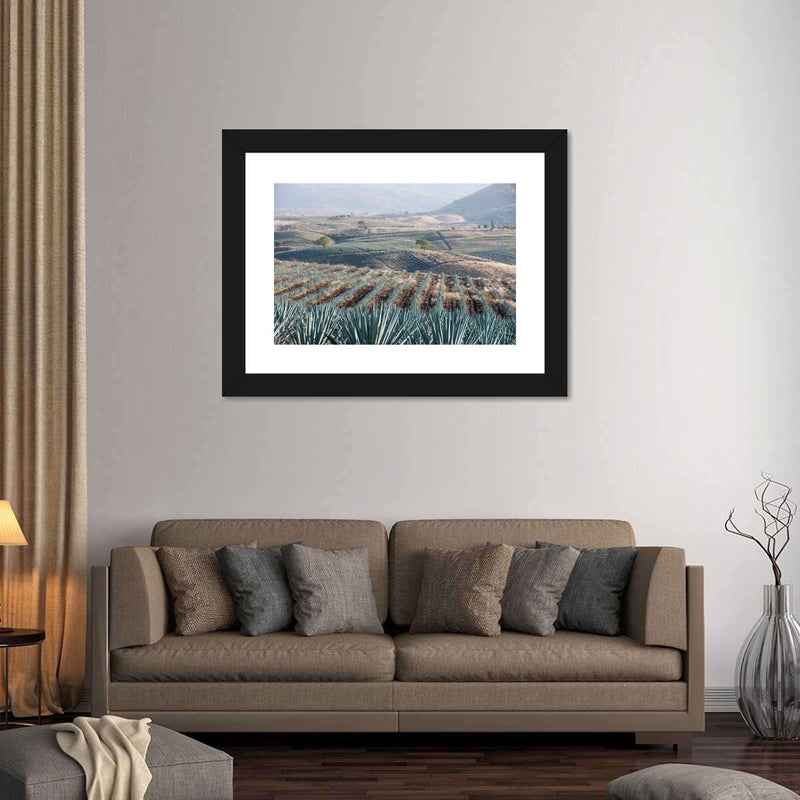 Tequila Jalisco Agave Field Wall Art