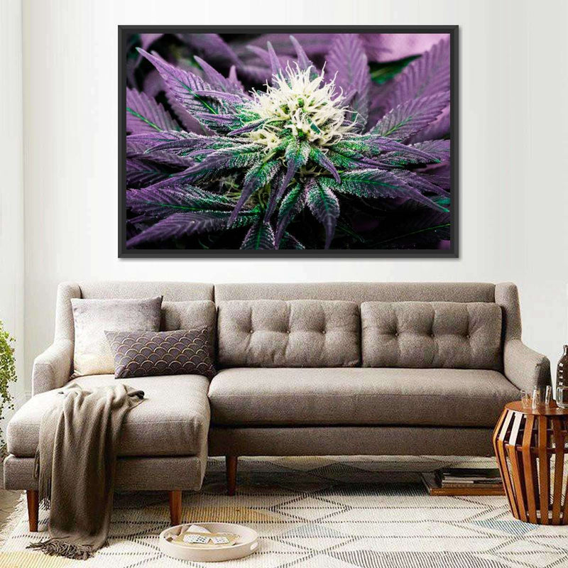 Rare Cannabis Plant Wall Art
