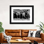 Monochrome Angus Cows Wall Art