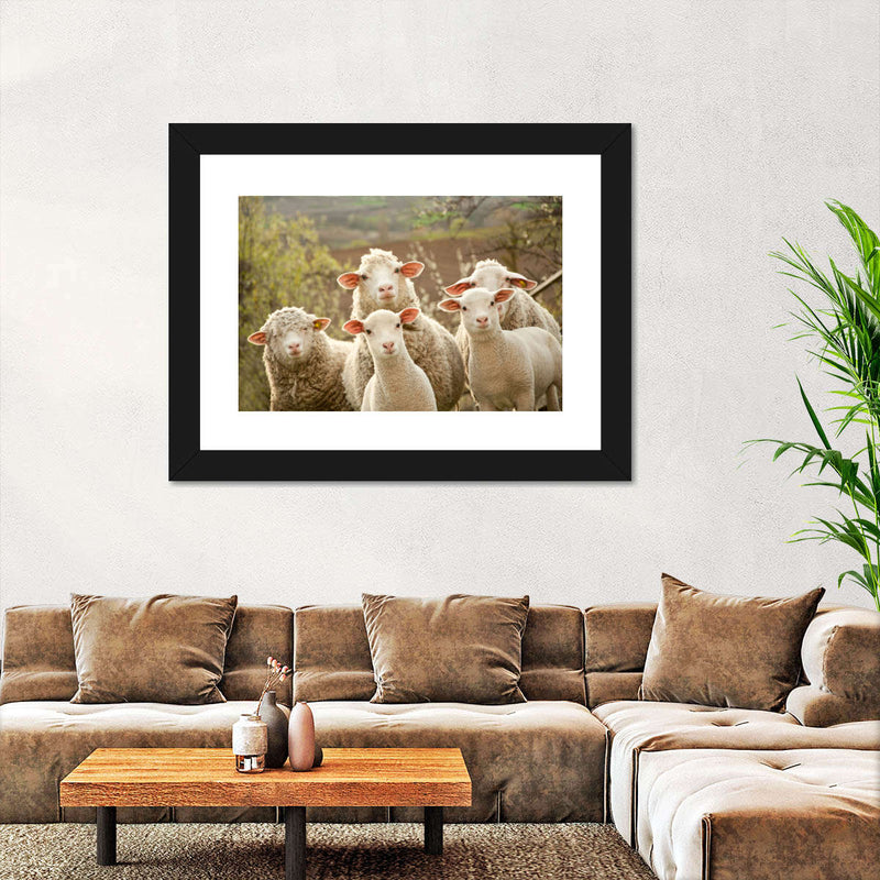 Stunned Sheep Wall Art