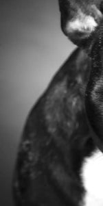 Melancholic French Bulldog Wall Art