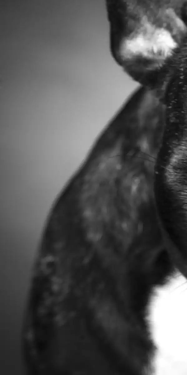 Melancholic French Bulldog Wall Art