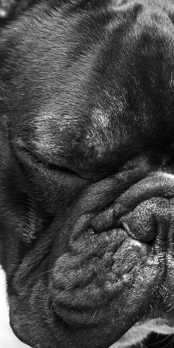 Melancholic French Bulldog Wall Art