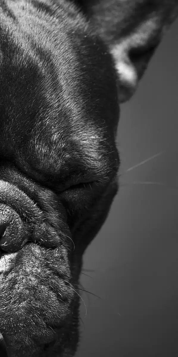 Melancholic French Bulldog Wall Art