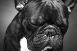 Melancholic French Bulldog Wall Art