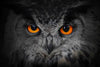 Mesmerizing Gray Owl Wall Art