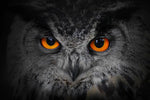 Mesmerizing Gray Owl Wall Art