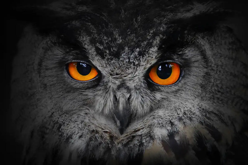 Mesmerizing Gray Owl Wall Art