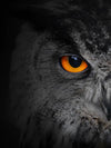 Mesmerizing Gray Owl Wall Art