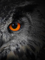 Mesmerizing Gray Owl Wall Art