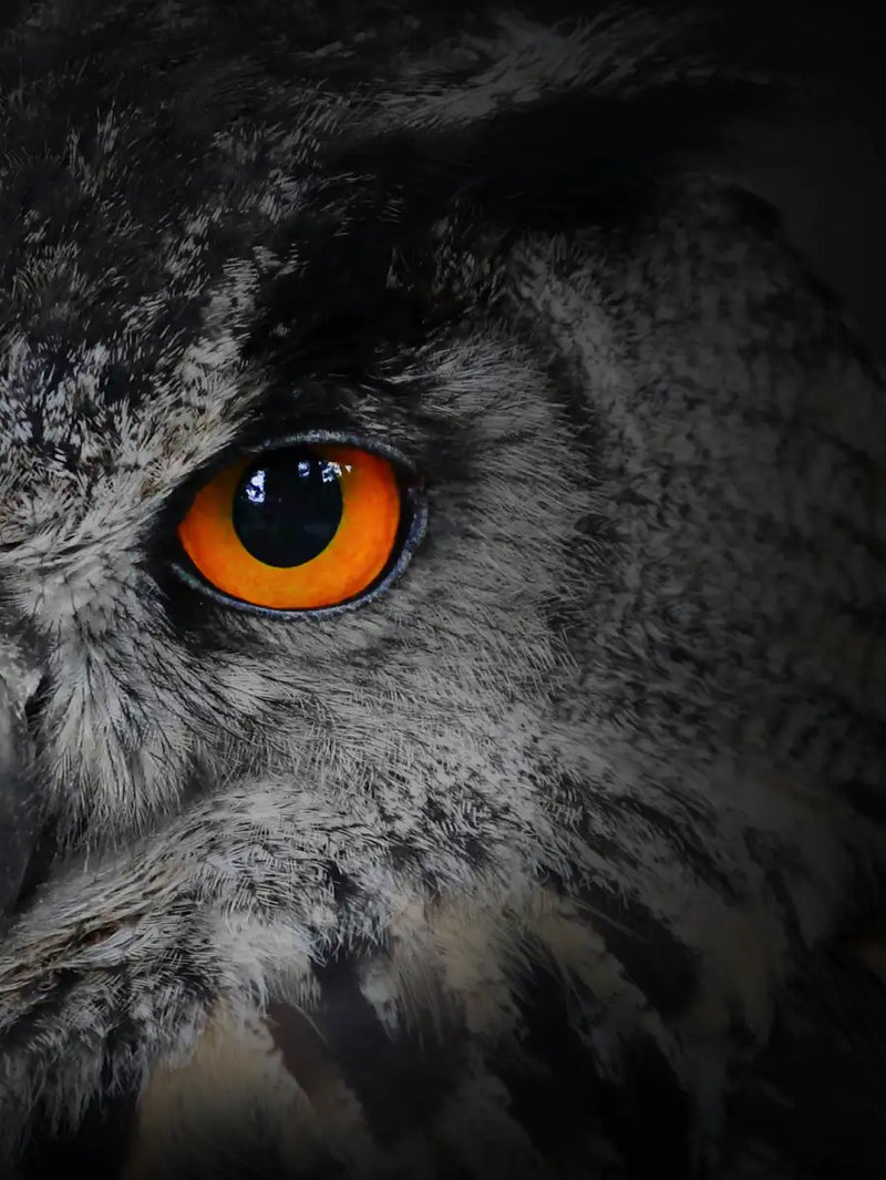 Mesmerizing Gray Owl Wall Art