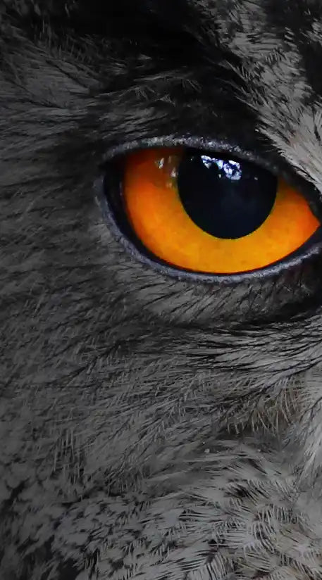 Mesmerizing Gray Owl Wall Art