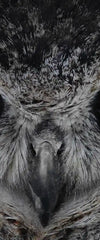Mesmerizing Gray Owl Wall Art