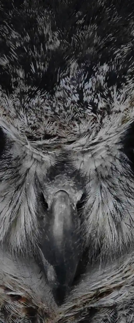Mesmerizing Gray Owl Wall Art