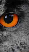 Mesmerizing Gray Owl Wall Art