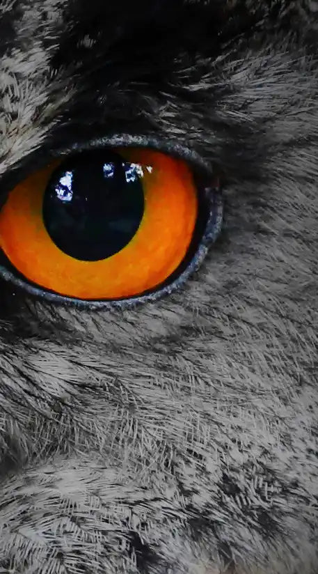 Mesmerizing Gray Owl Wall Art