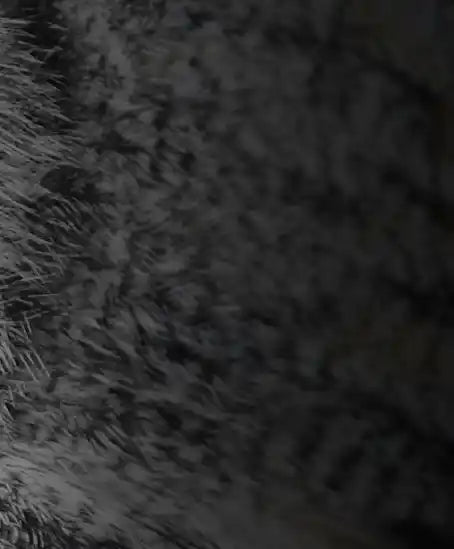 Mesmerizing Gray Owl Wall Art